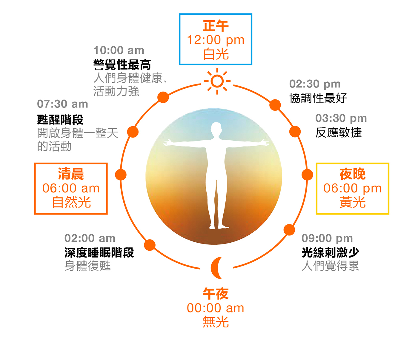 HCL 人因照明 人類晝夜節律 (24小時) 生物鐘