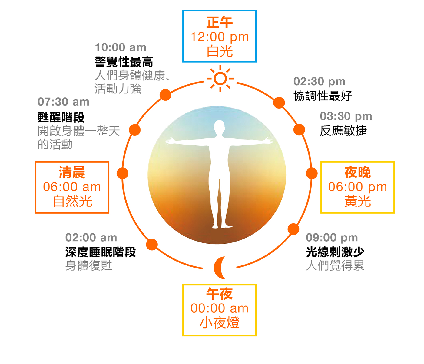 HCL 人因照明 人類晝夜節律 (24小時) 生物鐘